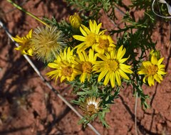 Xanthisma spinulosum