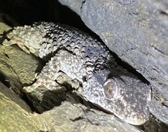 Trombidiformes