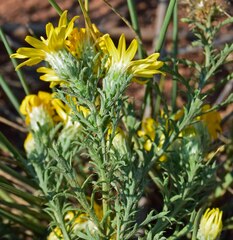 Xanthisma spinulosum
