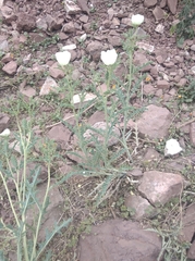 Argemone subfusiformis