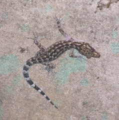Cyrtodactylus