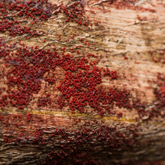 Hydropisphaera peziza