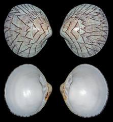 Lioconcha castrensis