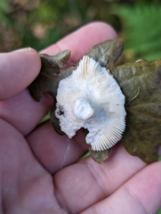 Russula fragilis