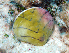 Lioconcha castrensis