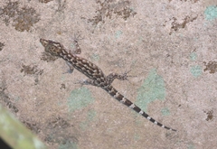 Cyrtodactylus