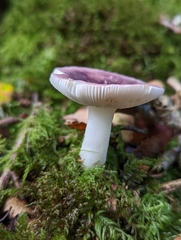 Russula fragilis
