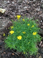Coreopsis verticillata