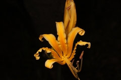 Lycoris aurea