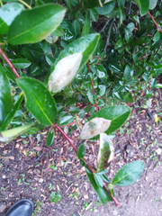 Phyllonorycter leucographella