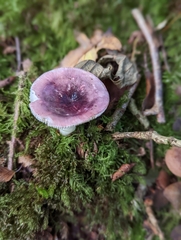 Russula fragilis