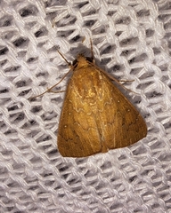 Anomis illita