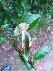Phyllonorycter leucographella