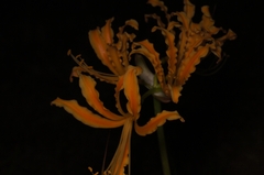 Lycoris aurea