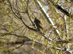Agelaioides badius