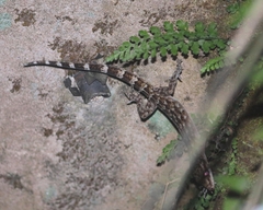 Cyrtodactylus