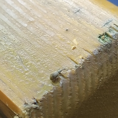 Trichopterapion holosericeum