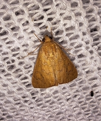 Anomis illita