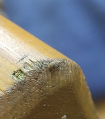 Trichopterapion holosericeum