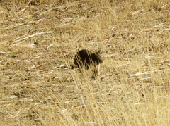 Cavia