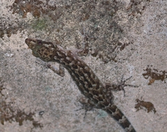 Cyrtodactylus