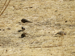 Agelaioides badius