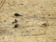 Metriopelia melanoptera