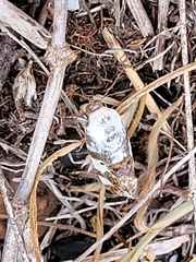 Tarache tetragona