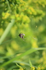 Araneus angulatus