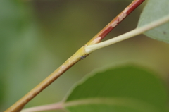 Mangora acalypha