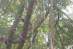 Malimbus rubricollis