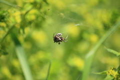 Araneus angulatus