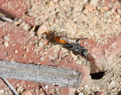 Sphecinae