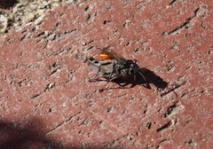 Sphecinae