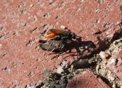 Sphecinae