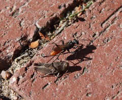 Sphecinae