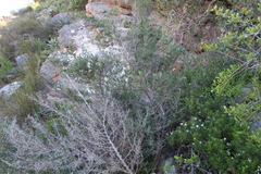 Asparagus mucronatus