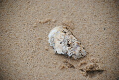 Crassostrea virginica