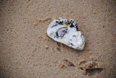 Crassostrea virginica