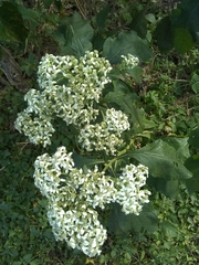 Verbesina virginica