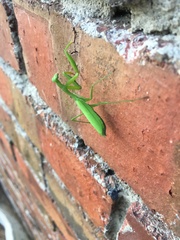 Miomantis caffra