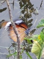 Danaus chrysippus