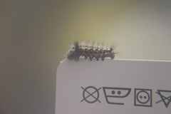 Acronicta rumicis