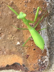 Miomantis caffra