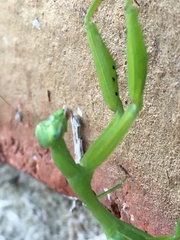 Miomantis caffra