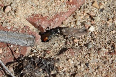 Sphecinae