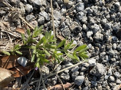 Calibrachoa parviflora