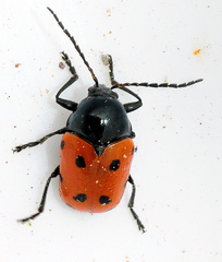 Cryptocephalus primarius