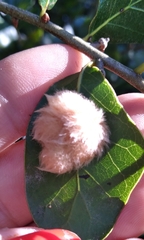 Neuroterus laurifoliae