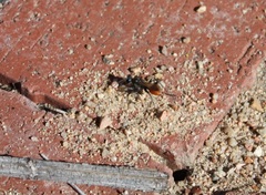 Sphecinae
